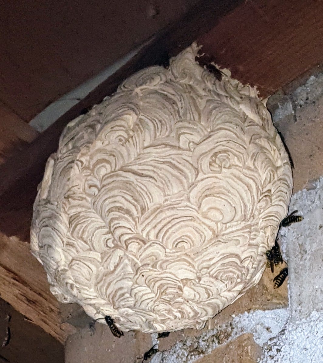 Wespennest Lokeren verdelgen van wespennest Lokeren, Moerbeke