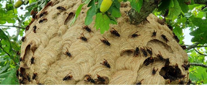 secundair nest aziatische hoornaar Lokeren primair nest Aziatische hoornaar Lokeren